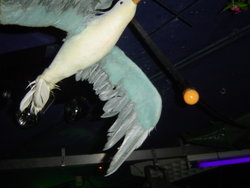 Afbeelding 038