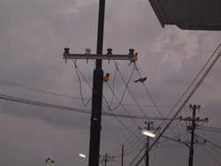 DSC01930.JPG