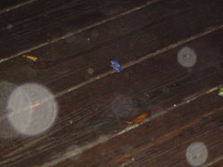 DSC02176.JPG