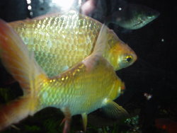 DSC00705.JPG