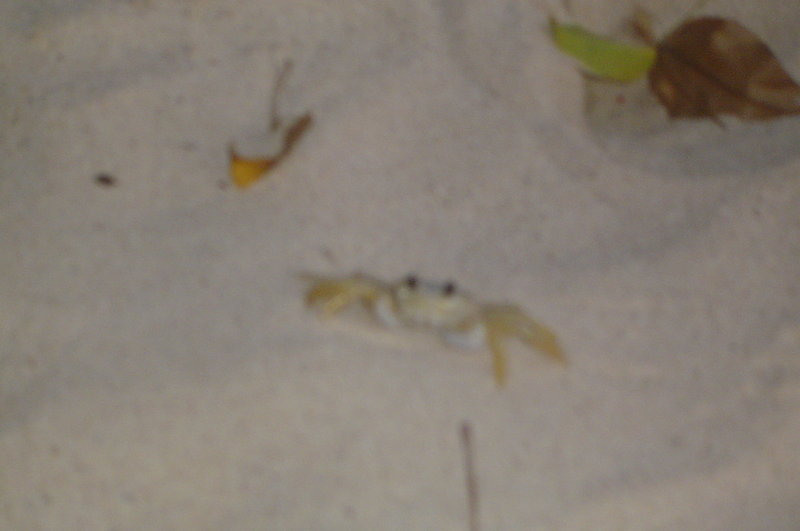DSC02137.JPG